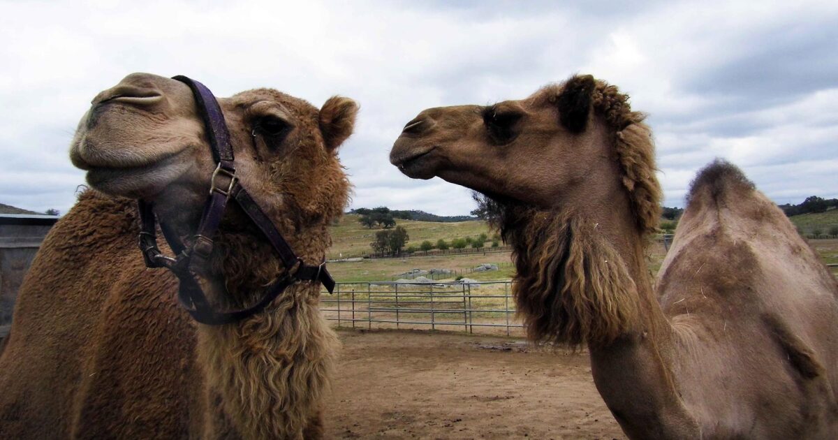 Where to Explore the Legacy of Camels in California | SoCal Wanderer