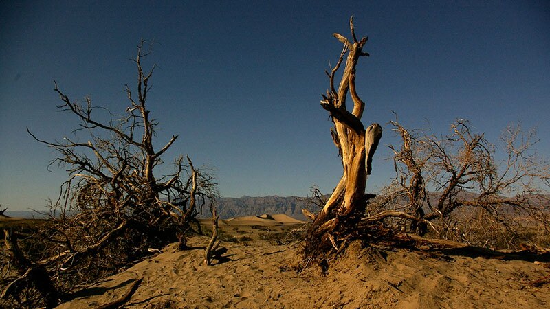 Mesquite trees swallowed by sand in death Valley
