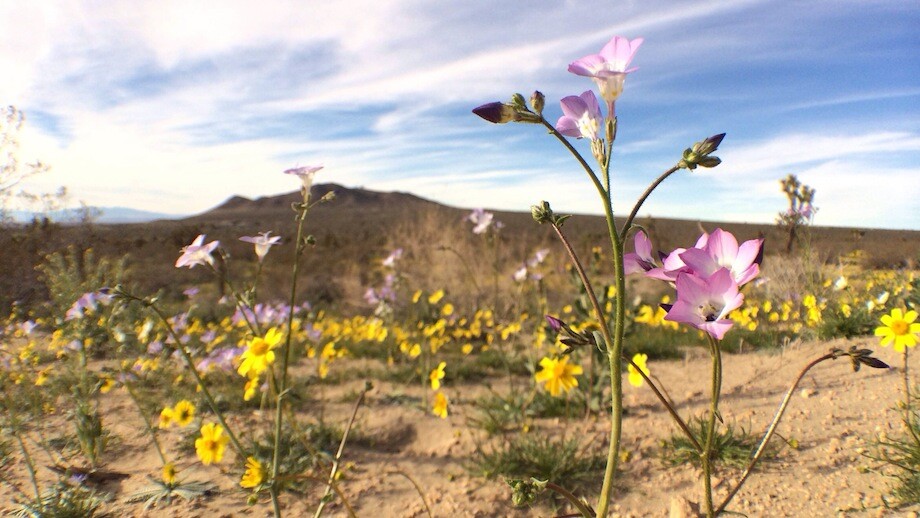The purple of Davy gilia nicely accents the yellow coreopsis. | Photo: Zach Behrens/KCET