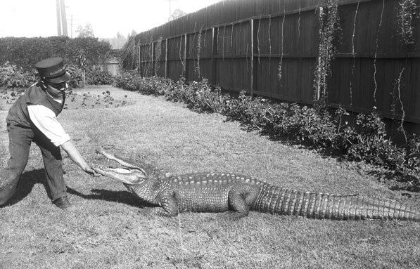 A uniformed park worker tickles the underside of an alligator's mouth. Courtesy of the Title Insurance and Trust / C.C. Pierce Photography Collection, USC Libraries.