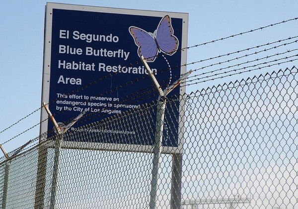 El Segundo Blue Butterfly habitat restoration area at LAX.