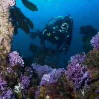 Diver admires purple hydrocorals | Photo: Gabriel Lu, Ocean Safari