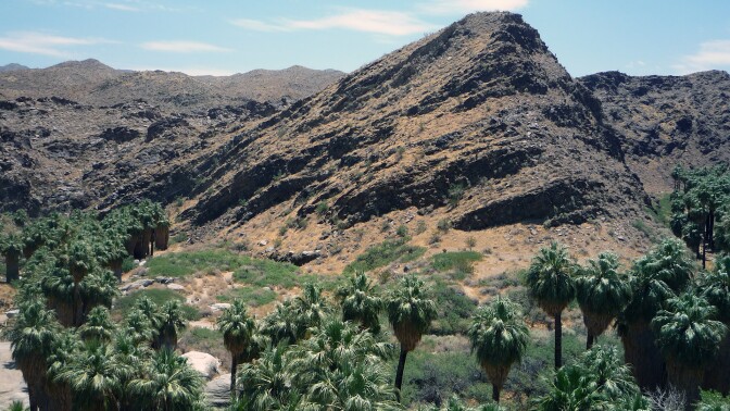 Palm trees in Palm Canyon