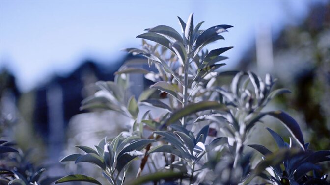 white-sage-11-4-16.jpg