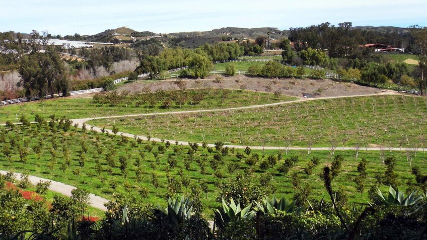 Apricot Lane Farms