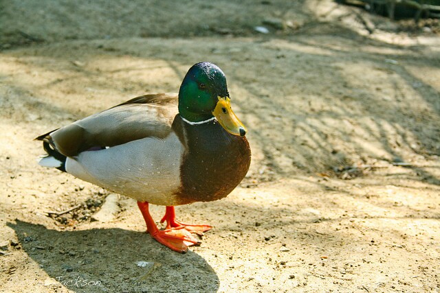 Duck