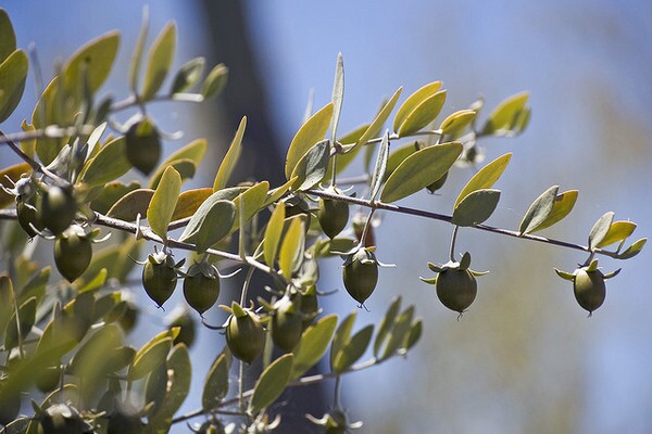 Jojoba-7-25-12-thumb-600x400-33012