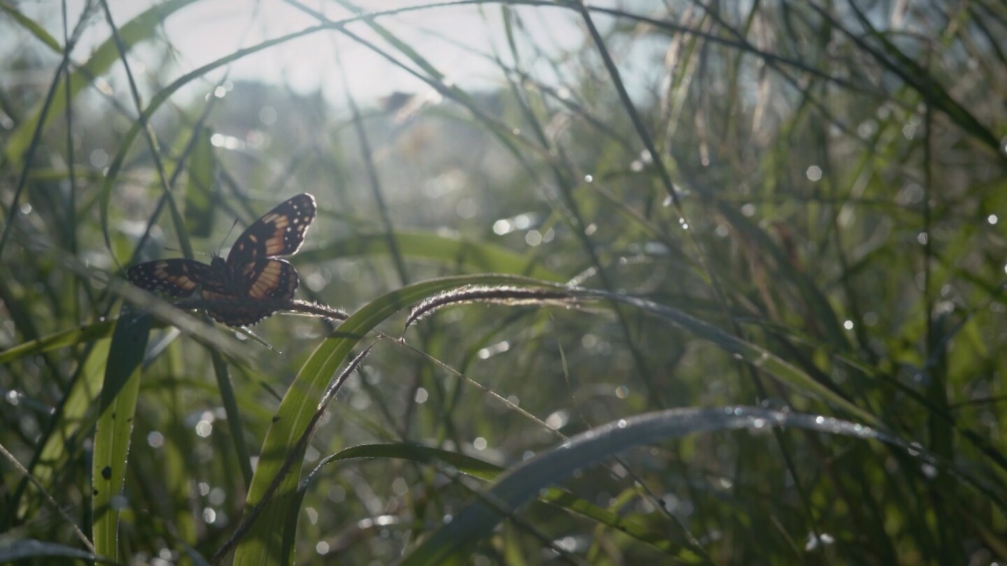 A bordered patch butterfly rests on a blade of grass. | From "Link Voices: Ay Mariposa"