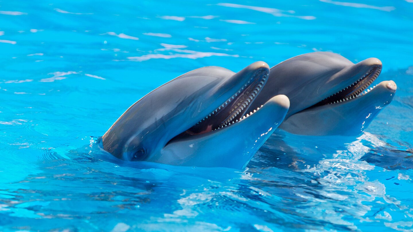 Bottlenose Dolphins (large)