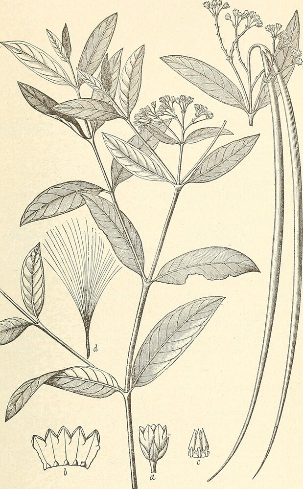Dogbane | Charles Richard Dodge, A Descriptive Catalogue of Useful Fiber Plants of the World, 1897