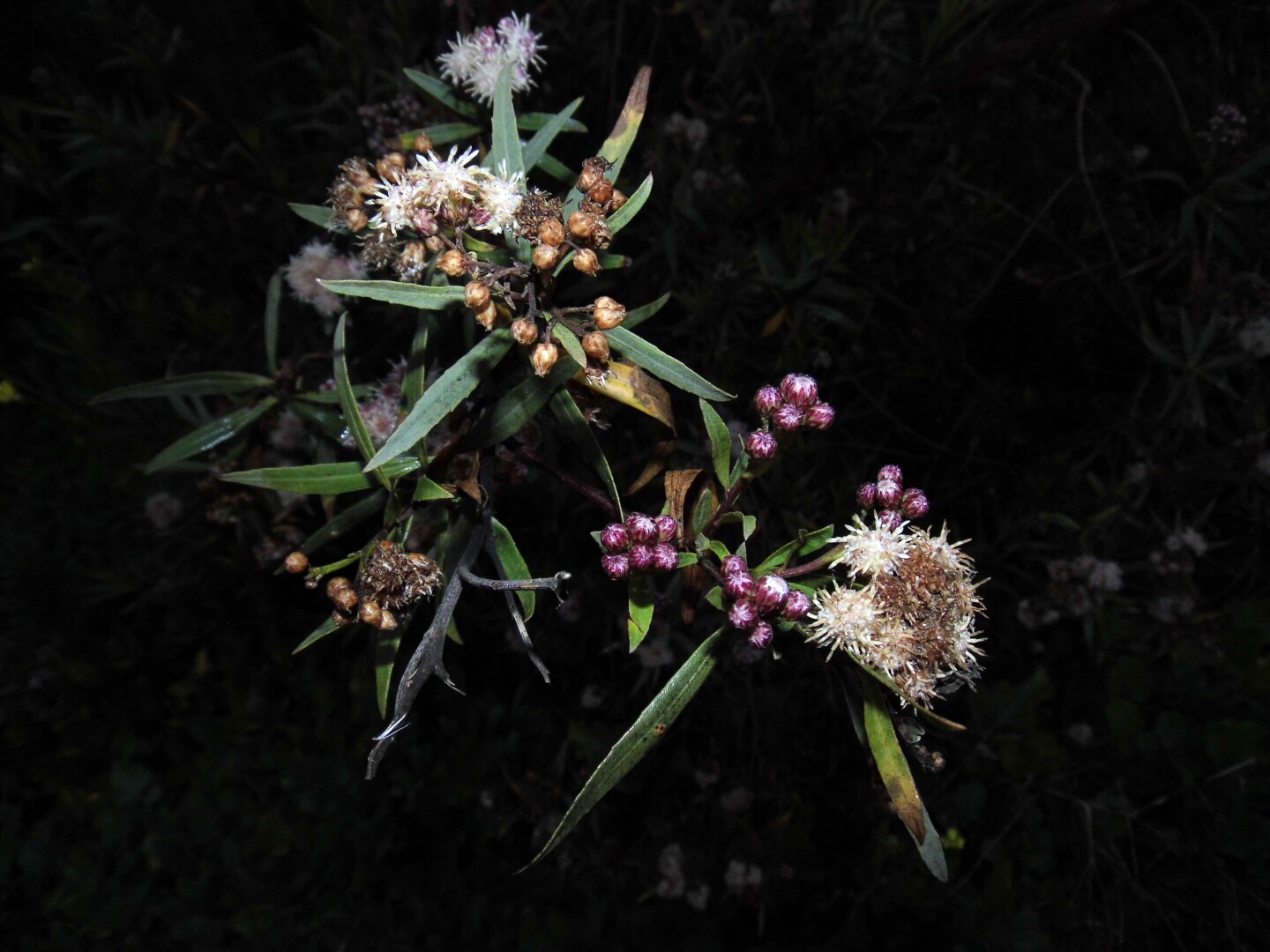 A flower sprouts from the grounds of the Tijuana Rover Valley.