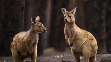 Two Orphan Joeys Welcomed Into New Home