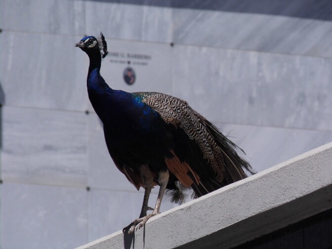A blue peacock with its feathers tucked behind it sits on a ledge. Behind it is a white marble tile wall. 