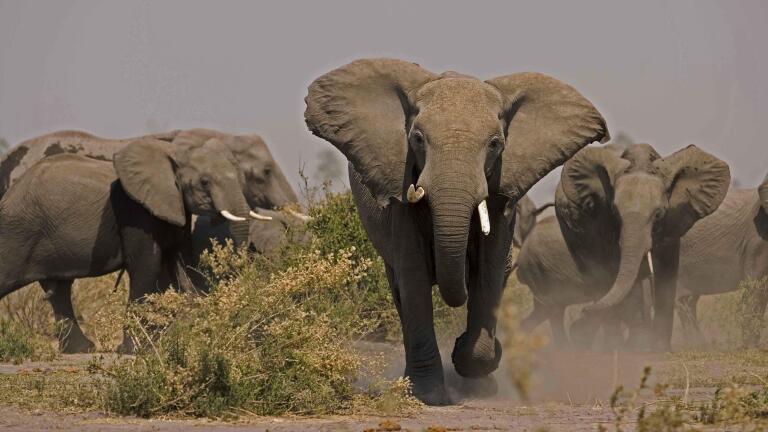 Soul of the Elephant - Preview