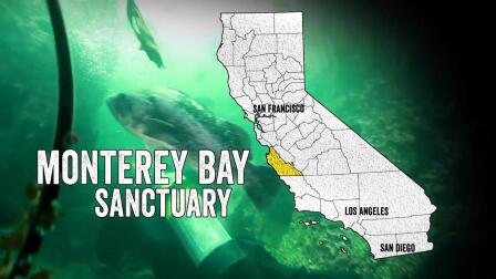 Monterey Bay Sanctuary: Serengeti of the Sea