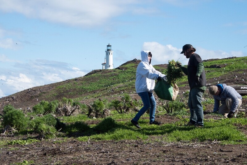 Two volunteers stand on a hill. One is holding open a bag while another puts in a bushel. Behind them is a lighthouse that stands against the sky.