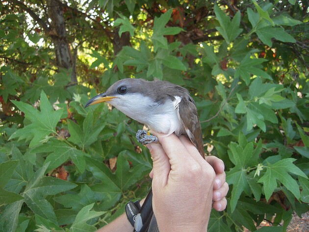 western-yellow-billed-cuckoo-12-2-14-thumb-630x472-84635