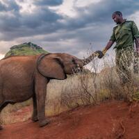 Graduation Day | Becoming Elephant: The Orphans of Reteti