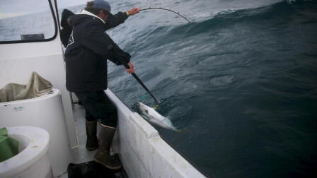 Why San Diego’s Commercial Fishing Fleet Is Disappearing