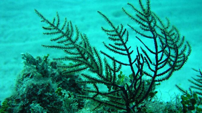 Antillogorgia elizibethae, the sea whip, sorce of a commercially important antiinflammatory drug | Photo: SUNY at Buffalo