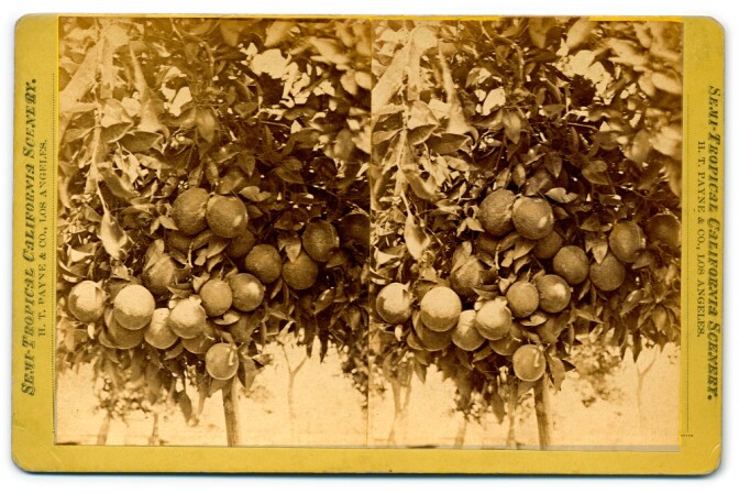 Semi-Tropical California Scenery: Cluster of oranges (H. T. Payne & Company). Photograph courtesy of California State Library