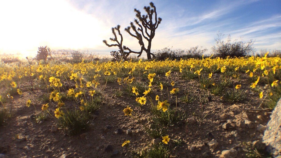 A Joshua tree stands among a field of yellow coreopsis and creosote off the park's unpaved road. | Photo: Zach Behrens/KCET