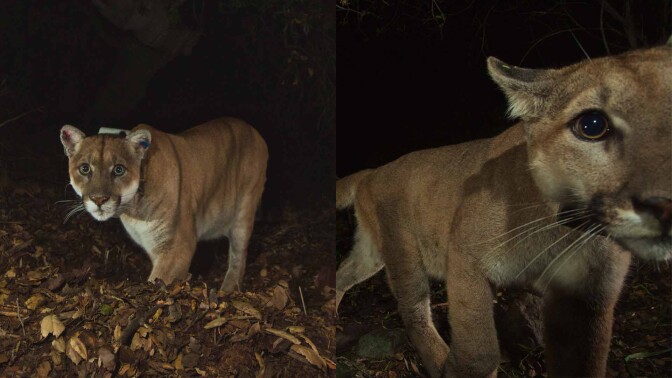 Two Mountain Lions