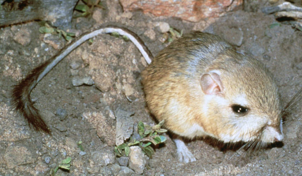 giant-kangaroo-rat-2-25-14-thumb-600x349-69413