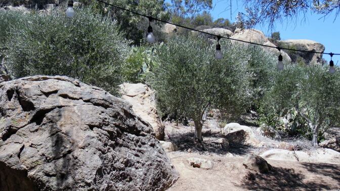 olive trees