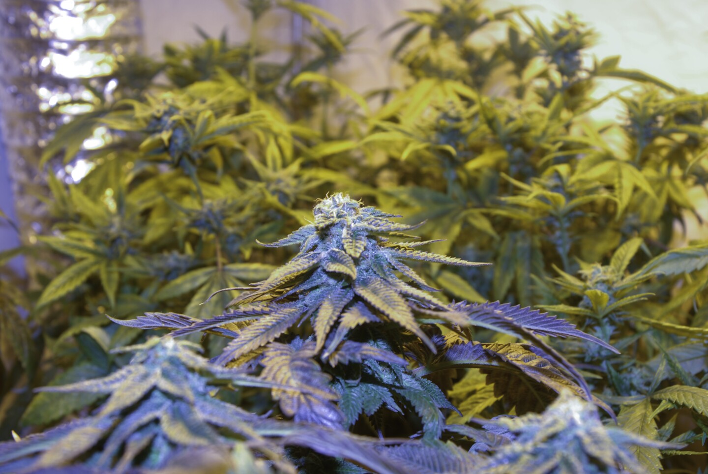Pictured, several marijuana plants being grown for medicinal use sit in an indoor growing facility in Santa Barbara, California. | Photo: Courtesy Kyle Trafas