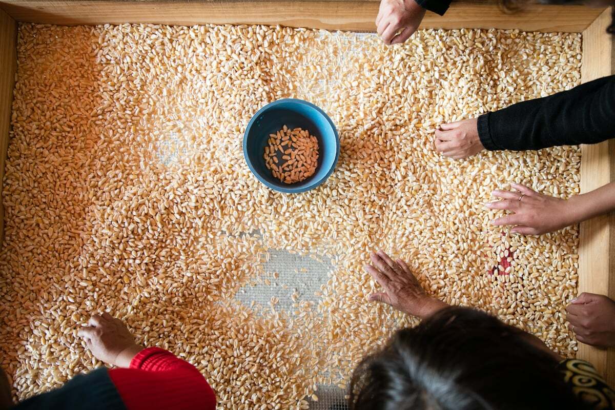 Heirloom corn grown by small-scale farmers in Mexico and exported to the U.S. by Masienda | Molly DeCoudreaux