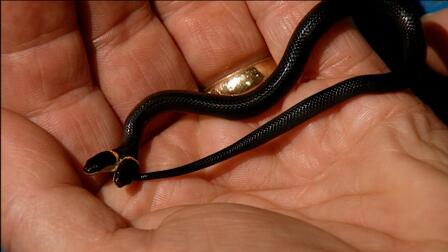 The Reptiles: Snakes