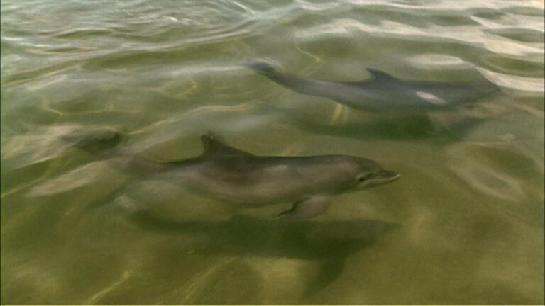 Dolphin Mud Walls
