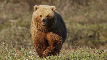 Grizzly Bear Hunts Caribou Herd