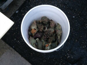 Out of season Kellet's whelks sold at Sea Fever Seafood. | Photo: Courtesy CSFW