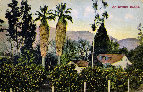 This postcard manages to include three of the four tree types covered in Jared Farmer's book, 'Trees in Paradise': eucalypts, oranges, and palms. Courtesy of Jared Farmer.