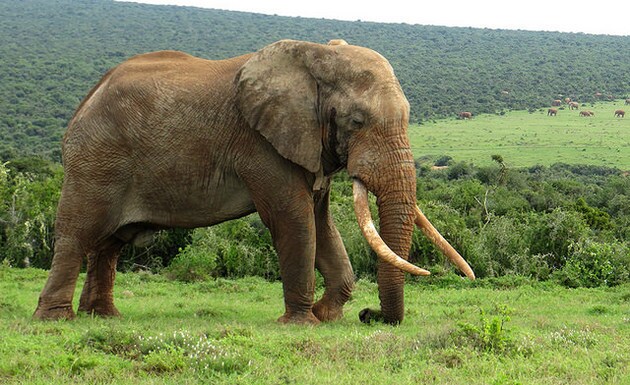 elephant-ivory-9-3-15-thumb-630x385-96936