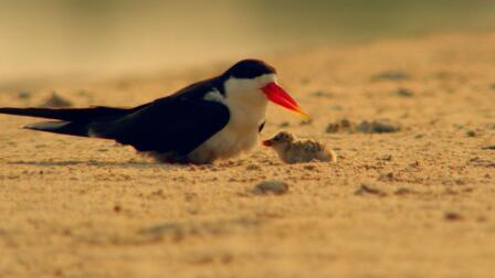 African Skimmer Parenting