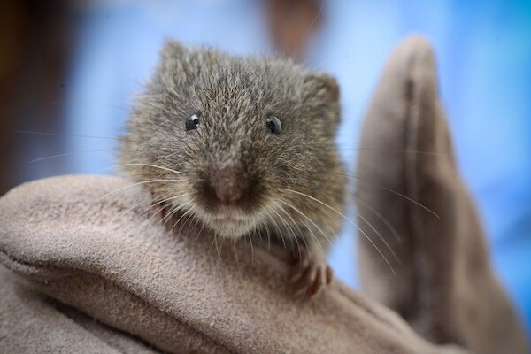 amargosa-vole-10-24-14-thumb-600x400-82930