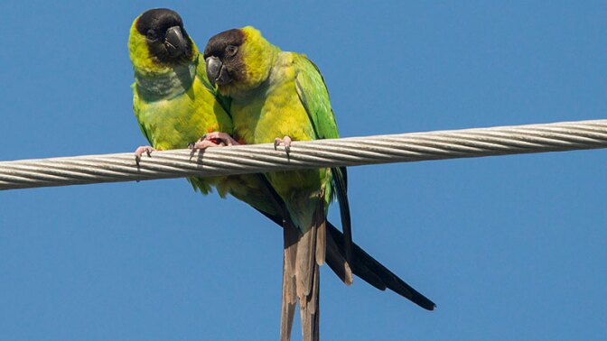 Nanday parakeets, an adorable but potentially troublesome species now colonizing SoCal urban woodlands | Photo: Patty McGann, some rights reserved