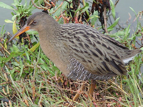 california-clapper-rail-4-4-14-thumb-600x450-71661