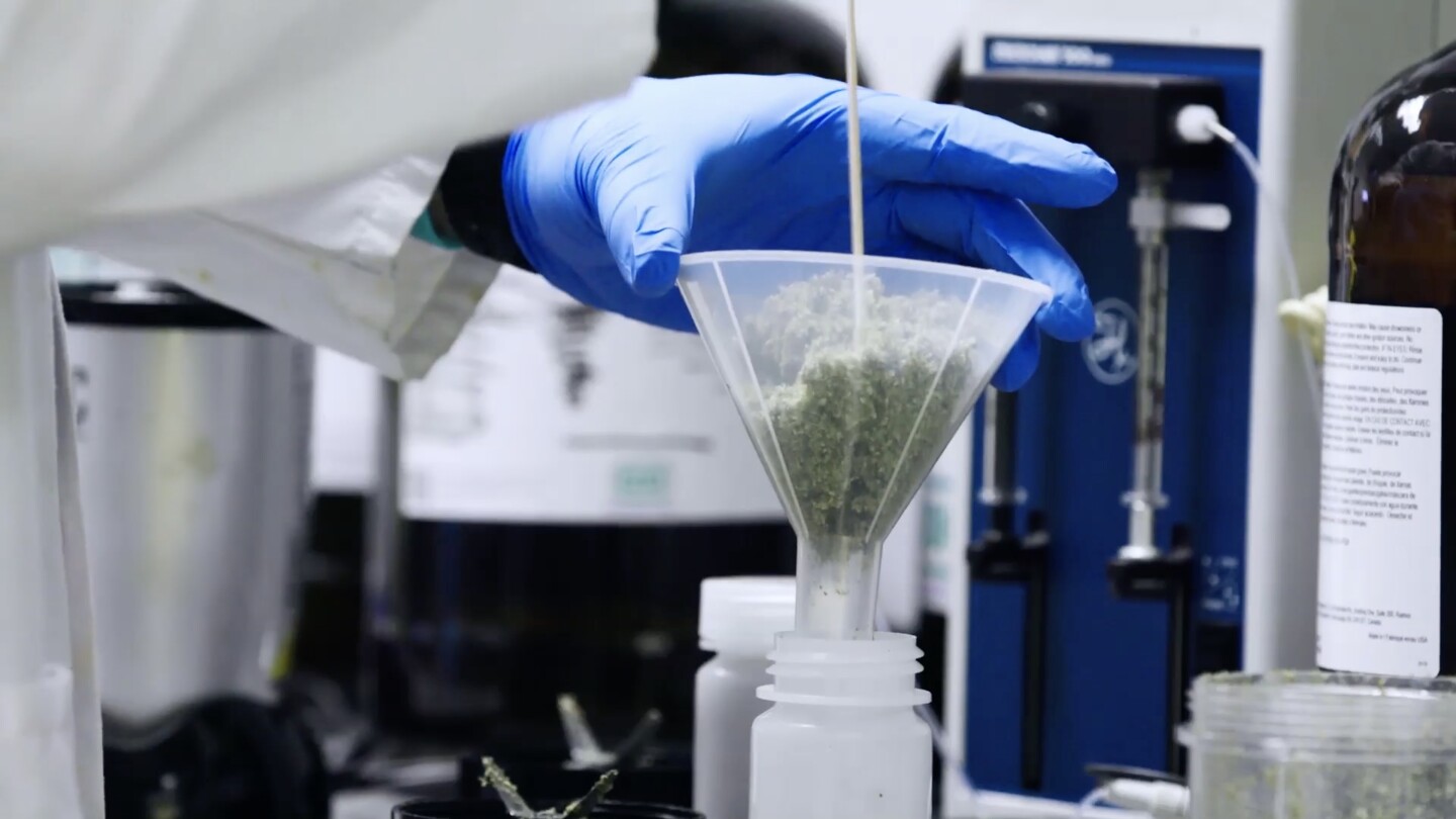 Marijuana being processed at lab by technician | Still from SoCal Connected's "Cannabis Country"