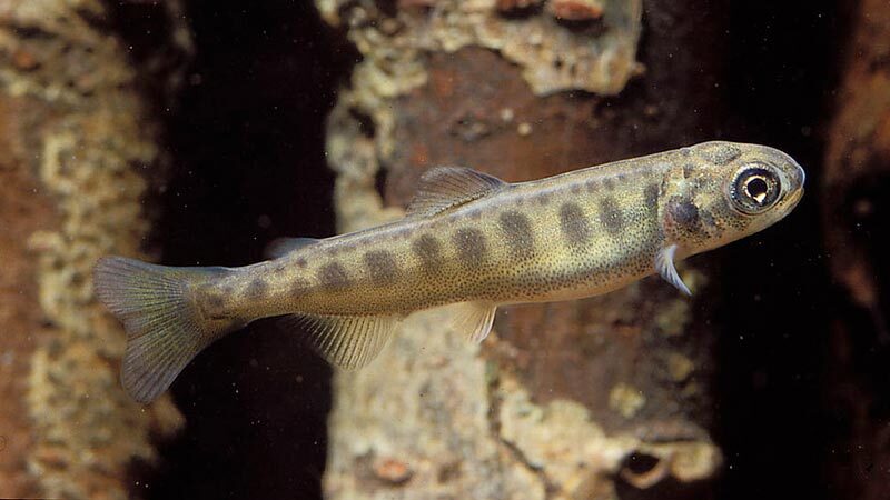 A Chinook salmon in the "parr" or fry stage | Photo: Oregon State University, some rights reserved