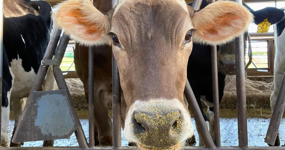 Watch Hildebrand Farms Dairy tasteMAKERS Season 3 PBS SoCal