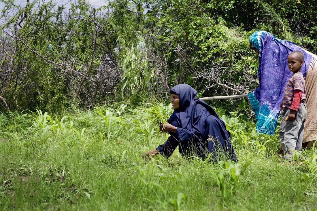 Africa Food Security AUS Aid. Somalia.
