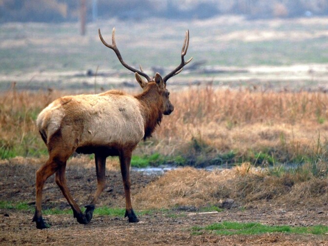 Tule Elk