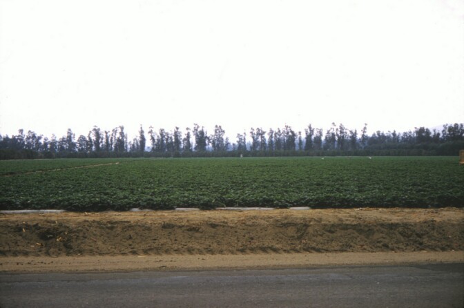 Eucalyptus trees form a barricade against the wind on an Anaheim farm, 1961. Courtesy of the Orange County Archives.