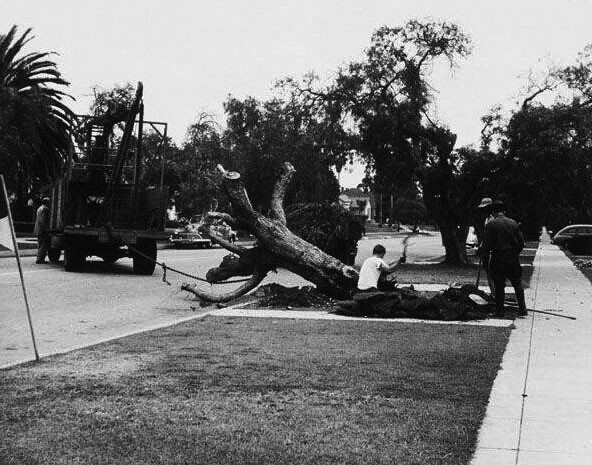 Workers remove a pepper tree infected with Oak Root fungus in Santa Monica, ca.1950. Courtesy of the Santa Monica Public Library Image Archives.