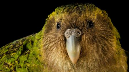 A Kākāpō Love Story