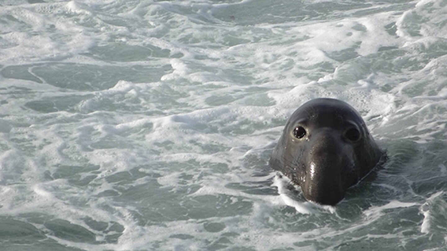 An elephant seal in the water at Piedras Blancas. | Photo: Zach Behrens/KCET